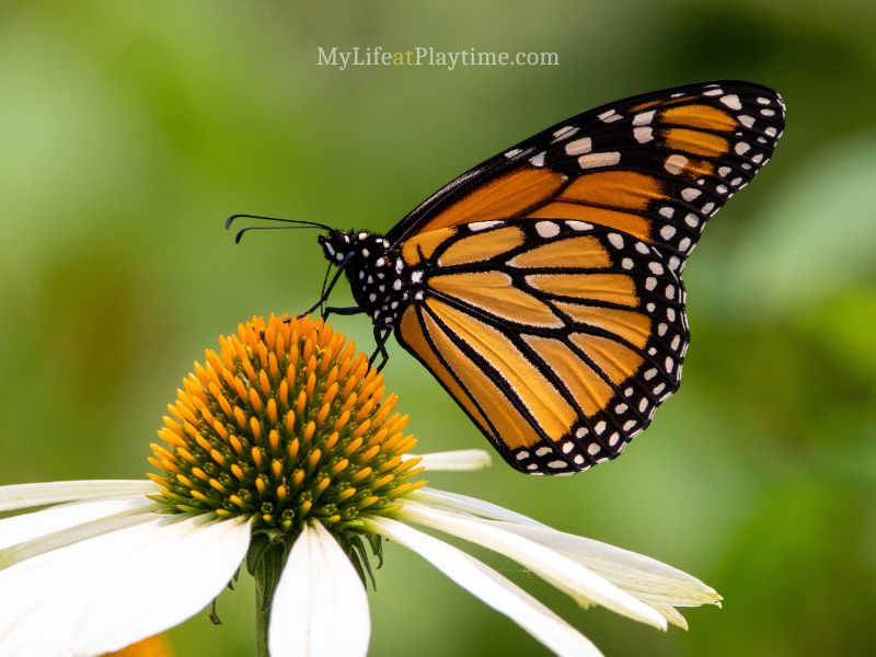 Butterfly  on Daisy